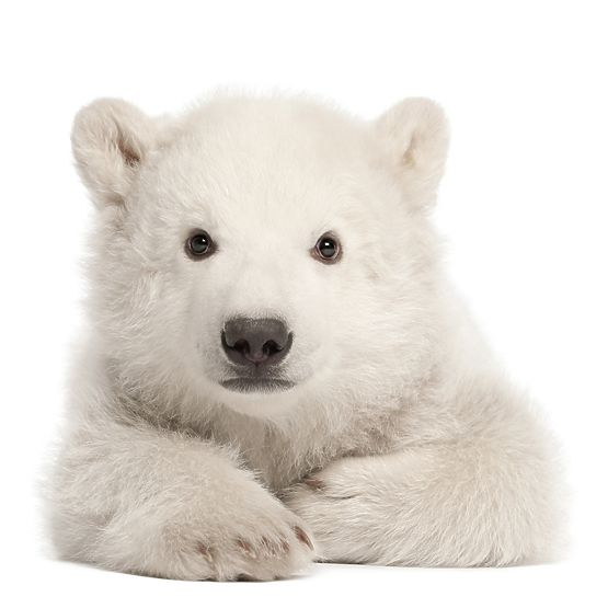 Dekoration  Wand DEKORNIK - eis teddybär