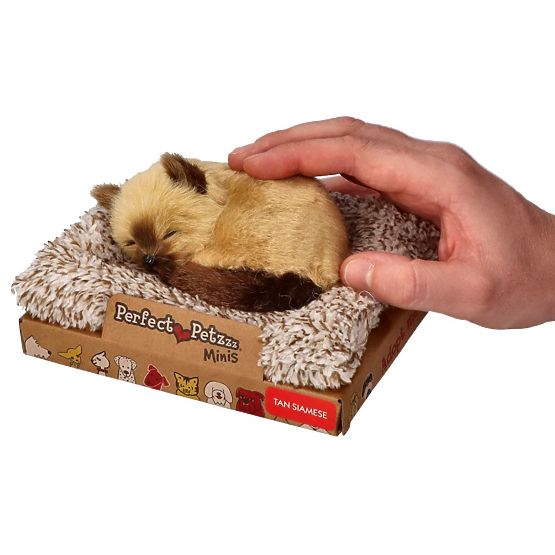 Perfect Petzzz Kleines Siamkätzchen