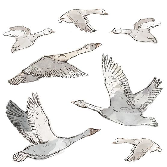 Wandaufkleber - Schwarm fliegender Gänse