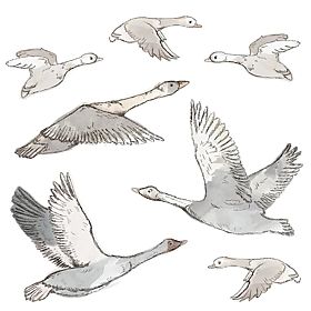 Wandaufkleber - Schwarm fliegender Gänse
